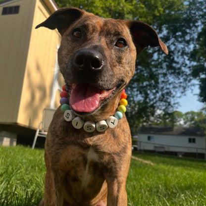 Collier pour chien BFF + Bracelet assorti offert