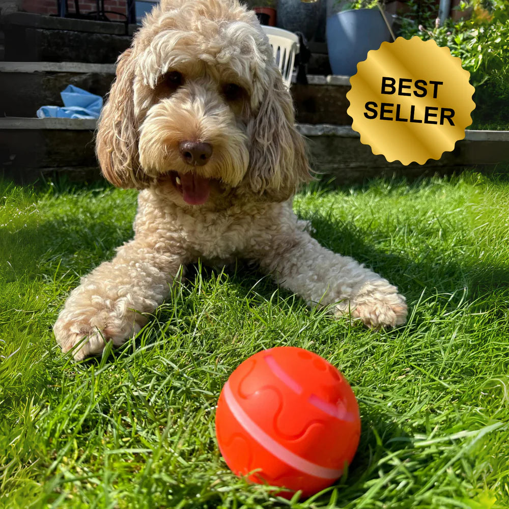 Smart Ball - Un compagnon de jeu qui se déplace tout seul pour votre chien