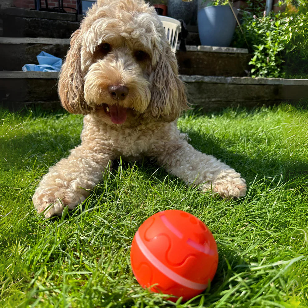 Smart Ball - Un compagnon de jeu qui se déplace tout seul pour votre chien