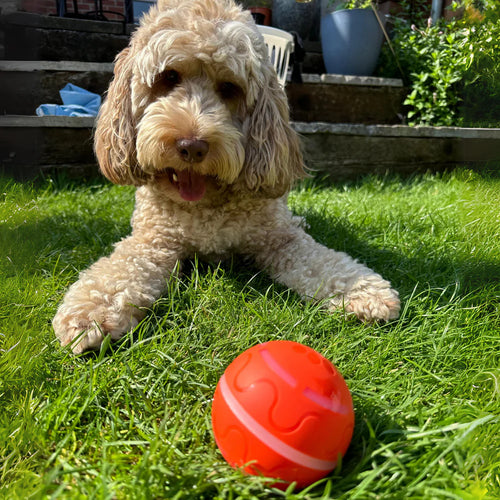 Smart Ball - Un compagnon de jeu qui se déplace tout seul pour votre chien